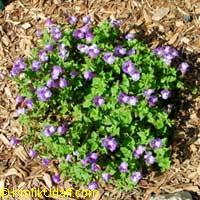 Torenia fournieri, Wishbone flower, Ladys slipper, Blue wing