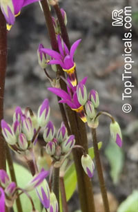 Dodecatheon meadia, Shooting Star, Pride of Ohio, Roosterheads, Prairie Pointers

Click to see full-size image