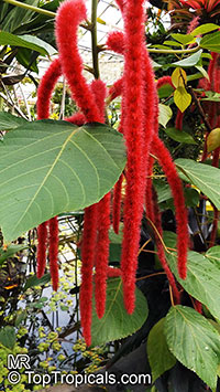 Acalypha hispida - Cat tail, Chenille plant

Click to see full-size image