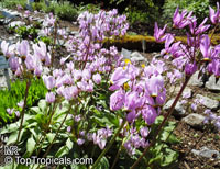 Dodecatheon meadia, Shooting Star, Pride of Ohio, Roosterheads, Prairie Pointers

Click to see full-size image