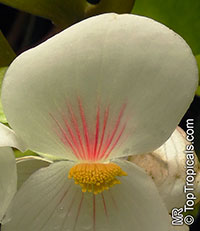 Begonia ampla, Begonia

Click to see full-size image