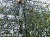 Cyperus papyrus, Papyrus, Paper Reed, Nile Grass

Click to see full-size image