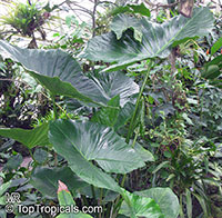 Cyrtosperma merkusii, Pulaka, Swamp Taro, Giant Swamp Taro

Click to see full-size image