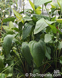 Echinodorus sp., Sword-Plant

Click to see full-size image