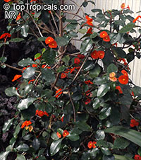 Euphorbia geroldii - Thornless Crown of Thorns

Click to see full-size image