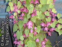 Rhodochiton atrosanguineum, Purple Bell Vine
