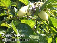 Solanum muricatum, Pepino Melon