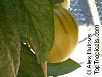 Solanum muricatum, Pepino Melon