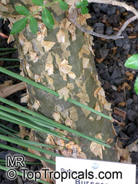 Bursera odorata