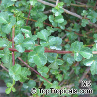 Commiphora sp., Commiphora, Velvet(-leaved) Corkwood.