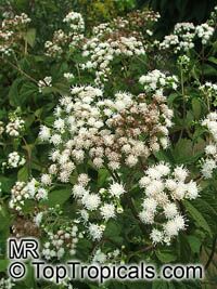 Eupatorium sp., Eupatorium