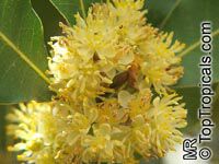 Laurus nobilis, Bay Leaf