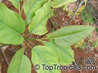 Piper longum , Bengal Pepper, Indian Long Pepper 