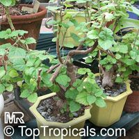 Plectranthus ernstii, Caudiciform Plectranthus