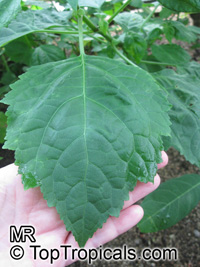 Pogostemon cablin, Pogostemon patchouli, Patchouli, Pucha-pat