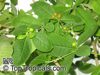 Rauvolfia serpentina