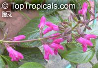 Salvia sp. Salvia sp.