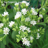 Stevia rebaudiana, Eupatorium rebaudianum, Stevia, Sweet leaf of Paraguay, Sweet-herb, Honey yerba, Honeyleaf, Candy leaf