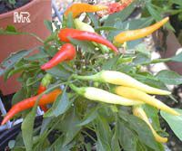 Capsicum annuum, Sweet Pepper, Chilli Pepper, Cayenne Pepper, Paprika, Ornamental pepper