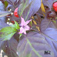 Capsicum annuum, Sweet Pepper, Chilli Pepper, Cayenne Pepper, Paprika, Ornamental pepper