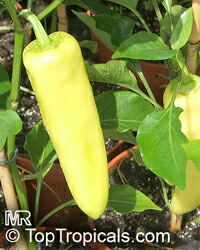 Capsicum annuum, Sweet Pepper, Chilli Pepper, Cayenne Pepper, Paprika, Ornamental pepper