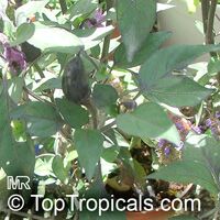 Capsicum annuum, Sweet Pepper, Chilli Pepper, Cayenne Pepper, Paprika, Ornamental pepper