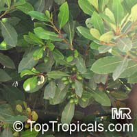 Laurus nobilis, Bay Leaf