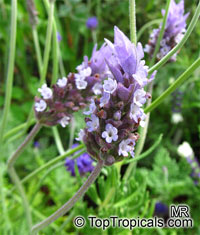 Lavandula dentata, French Lavender