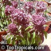 Ocimum tenuiflorum, Ocimum sanctum Ocimum tenuiflorum, Ocimum sanctum