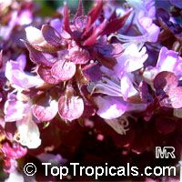 Ocimum tenuiflorum, Ocimum sanctum Ocimum tenuiflorum, Ocimum sanctum