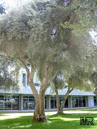Olea europea
