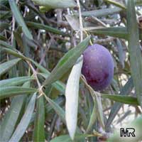 Olea europea Olea europea