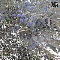Olea europea
