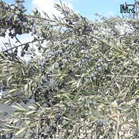 Olea europea