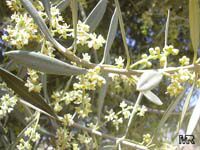 Olea europea