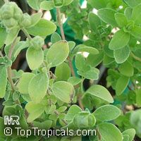 Origanum majorana