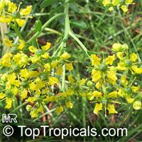 Ruta graveolens, Ruda, Meadow Rue, Herb of Grace, Garden Rue, Herbygrass, Weinkraut