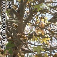 Brachychiton australis, Sterculia trichosiphon, Broad Leaved Bottletree Brachychiton australis, Sterculia trichosiphon, Broad Leaved Bottletree