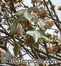 Brachychiton australis, Sterculia trichosiphon, Broad Leaved Bottletree Brachychiton australis, Sterculia trichosiphon, Broad Leaved Bottletree