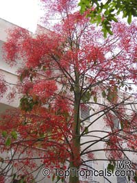 Brachychiton acerifolium - Flame tree 

Click to see full-size image