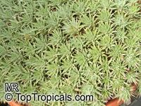 Abromeitiella sp., Abromeitiella Abromeitiella sp., Abromeitiella