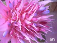 Aechmea sp., Bromeliad Aechmea sp., Bromeliad