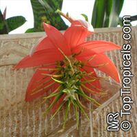 Billbergia sp., Bromeliad