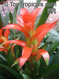 Guzmania sp., Bromeliad