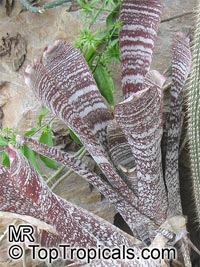 Hohenbergia correia-araujoi, Hohenbergia