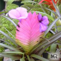 Tillandsia sp., Tillandsia