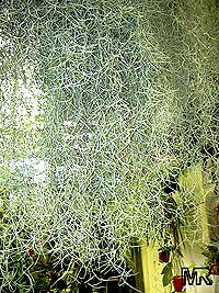 Tillandsia sp., Tillandsia
