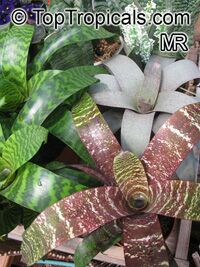 Vriesea sp.