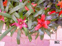 Guzmania sp., Bromeliad
