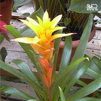 Guzmania sp., Bromeliad